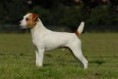 Parson Russel Terrier